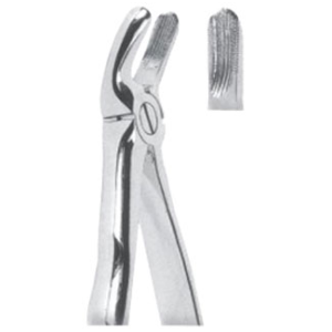 Extracting Forceps – English Pattern